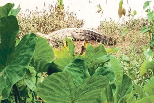 Crocodile-Uppinangady